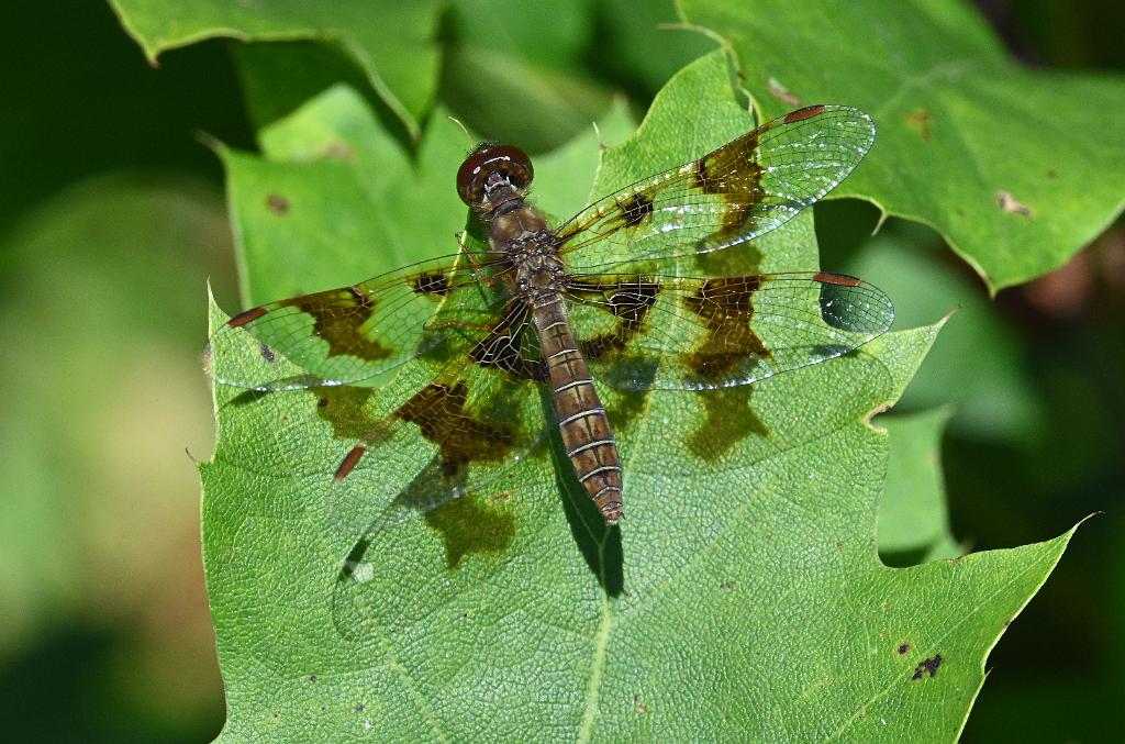 2025-07229809 Wachusett Meadow, MA.JPG - Eastern Amberwing Dragonfly. Wachusett Meadow Wildlife Sanctuary, MA, 7-22-2025